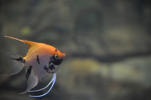 especie Pequeño pez en el acuario 