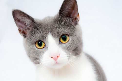Primer plano de gatito dulce en fondo blanco