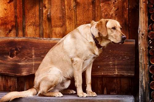 pez Labrador Retriever