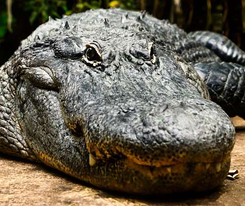 dientes cocodrilo