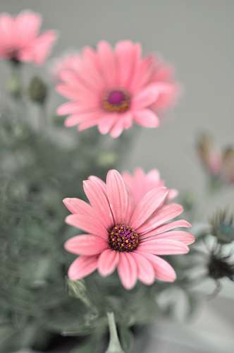 Osteospermum púrpura
