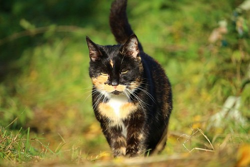encantador Gato tricolor dando un paseo en los matorrales