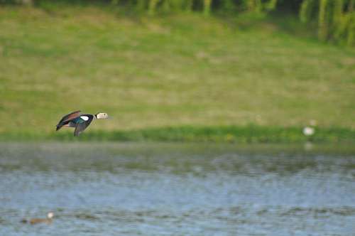 Pato en Vuelo sobre Lago