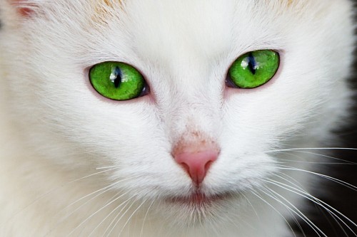 Preciosos ojos verdes intensos de felino