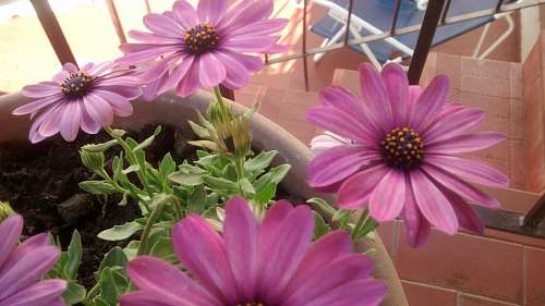gerber gerberas rosas
