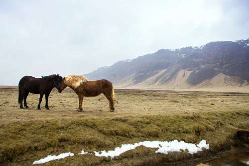 colina Caballos salvajes en la estepa siberiana