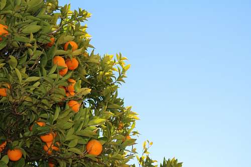 cultivo planta Arbol de Naranja