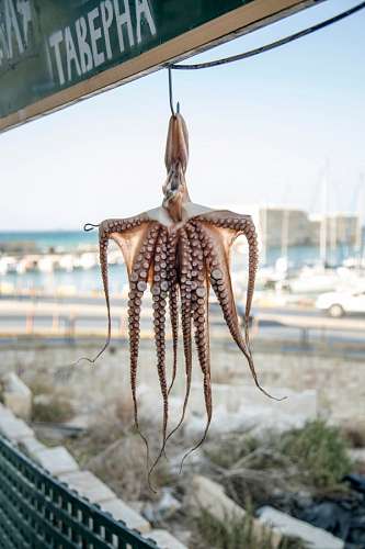 vigas Pulpo