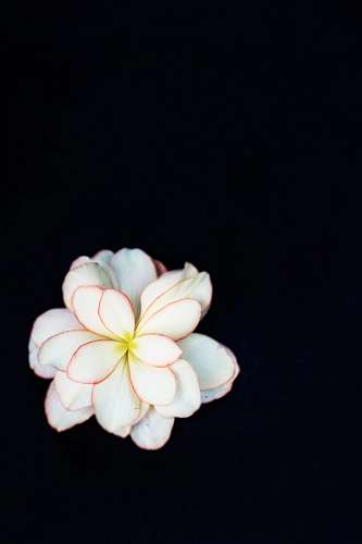 escudo Flor