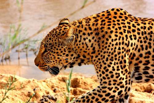 pelaje Leopardo
