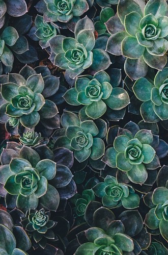 suculento Planta Suculenta alegría 