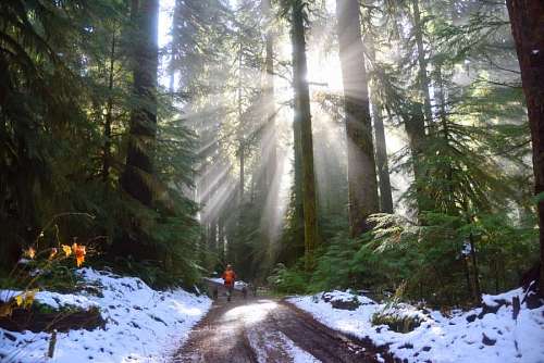 Una persona caminando en el bosque nevado