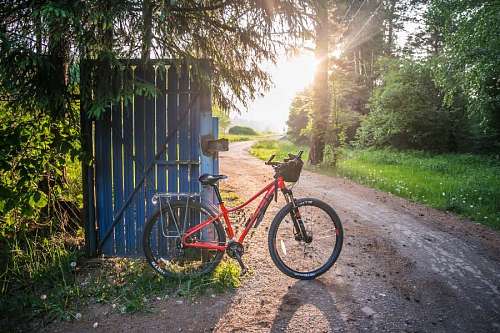 bicicleta apoyada sobre la carretera con un hermoso paisaje de bosque soleado