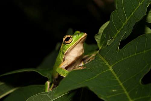 selva Rana en la selva