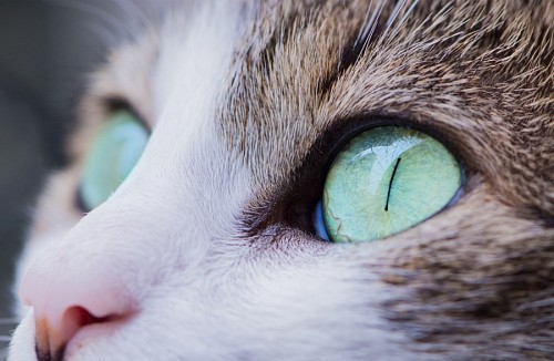 encantador Amorosa mirada felina de color verde