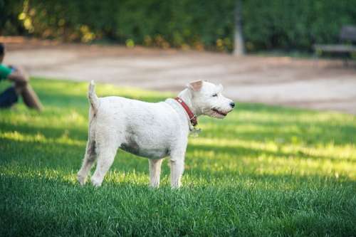 juan animal, blanco, parque, perros, verde, terrier, 