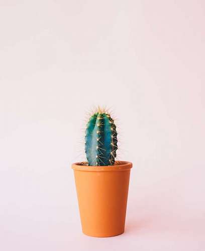 Cactus pequeño en maceta sobre fondo rosa pastel