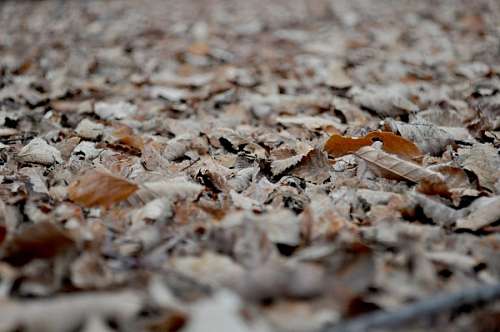 hojas secas otoño
