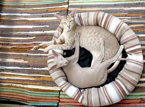 Gatos Thai descansando en cama para mascotas