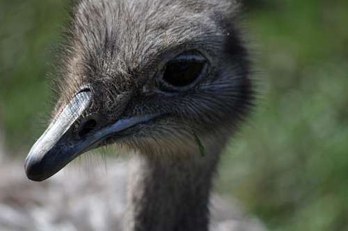 aves Avestruz