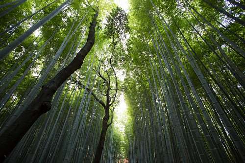 Bosque de Bambu