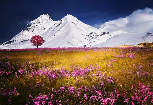 montanas nevadas Alpes