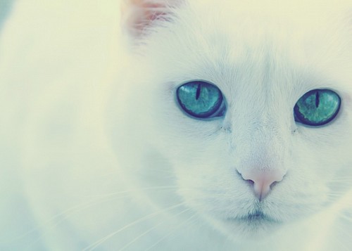 Dulce gato albino con mirada verde vibrante