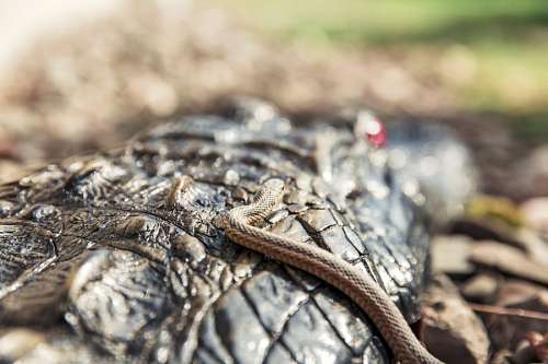 Serpiente 
