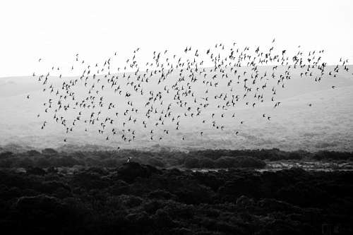 aves Bandada de pajaros