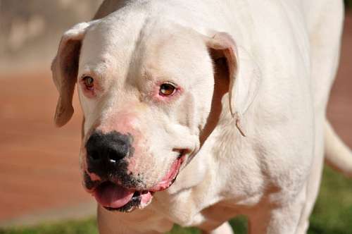 Dogo Argentino