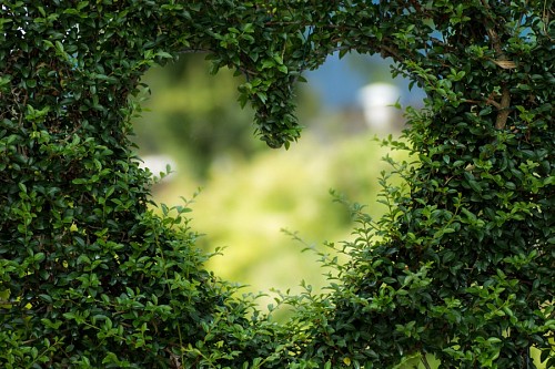 arbusto Imagenes romanticas Corazon natural 