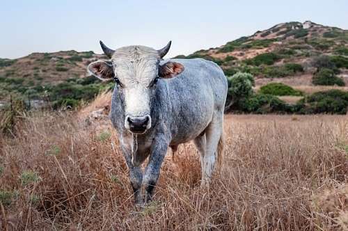 cuernos Toro