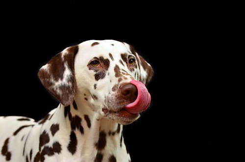 recortable Perro dalmata marron relamiéndose con fondo negro 