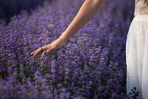 Mano de mujer tocando flores de lavanda