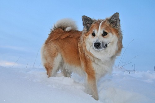 recortable Perro pastor islandés en la nieve