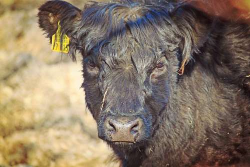 hereford Vaca