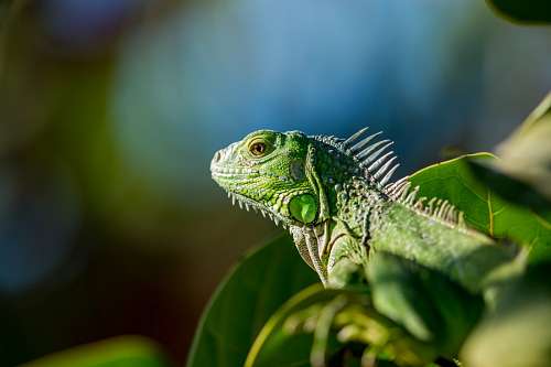 fondos de pantalla 4k Iguana tomando sol