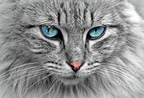 Gato gris con profunda mirada turqueza