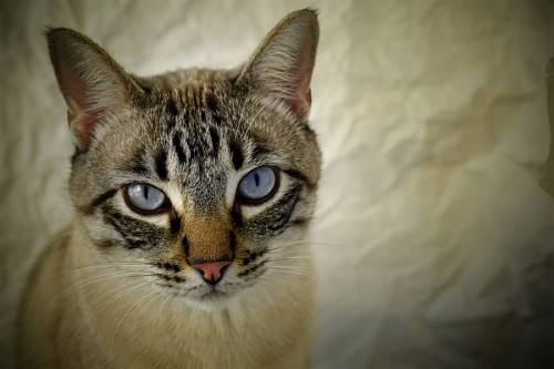 ojos azules Primer plano de gato con sus ojos azules profundos