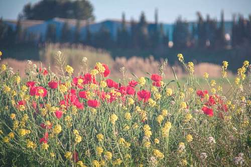 espana Amapolas