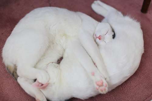 sueno Gatos blancos abrazados 
