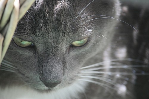 Gato gris con la mirada cabizbaja