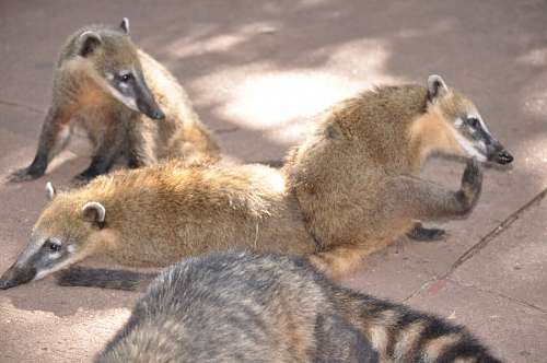 iguazu Coati