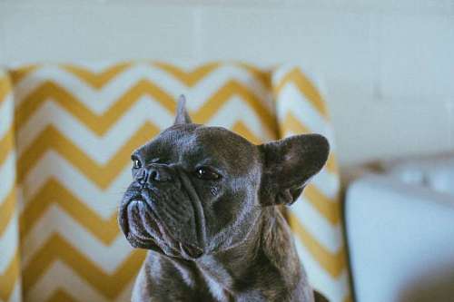 Primer plano de un perro bulldog franes negro