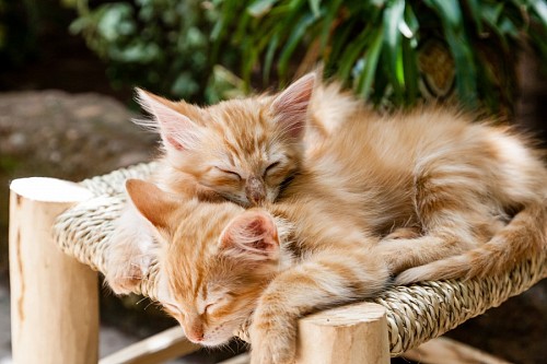 carino Pequeños gatitos dándose calor