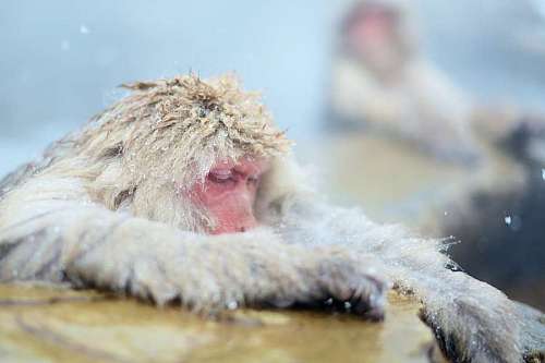 lago Macacos japoneses o mono de nieve (Macaca fuscata) tomando un baño en una fuente termal