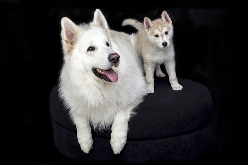 recortable Perra siberiana con su cachorro en producción fotográfica 