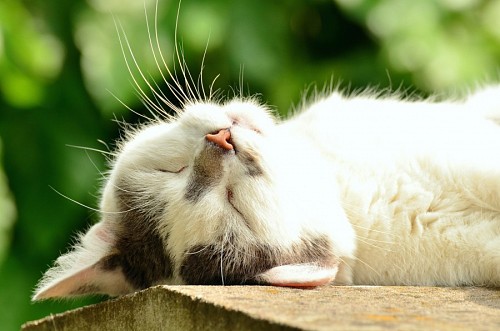 Encantador gatito tomando un descanso en el tronco