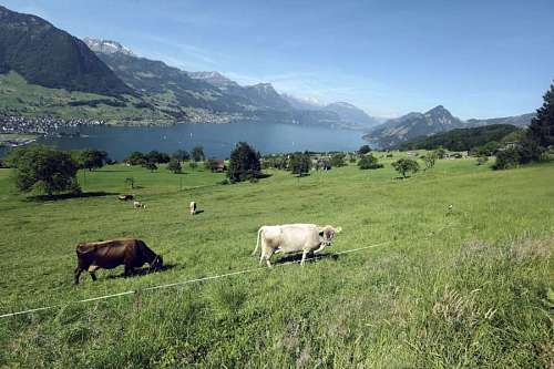 suizos Vacas suizas: los ganaderos suizos se ganan la vida con su ganado.