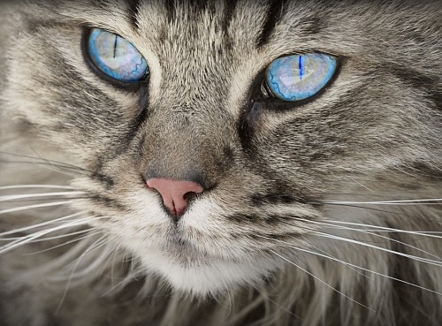 fondos de pantalla 4k Hermosa mirada felina de color azul intenso